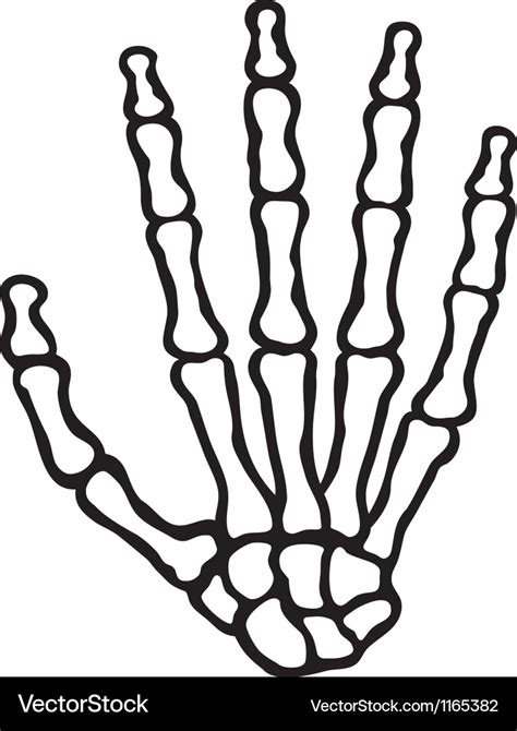 Human skeleton hand Royalty Free Vector Image - VectorStock