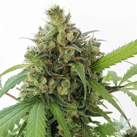 Strawberry Cough Seeds | Feminized Strawberry Cough Strain Cannabis