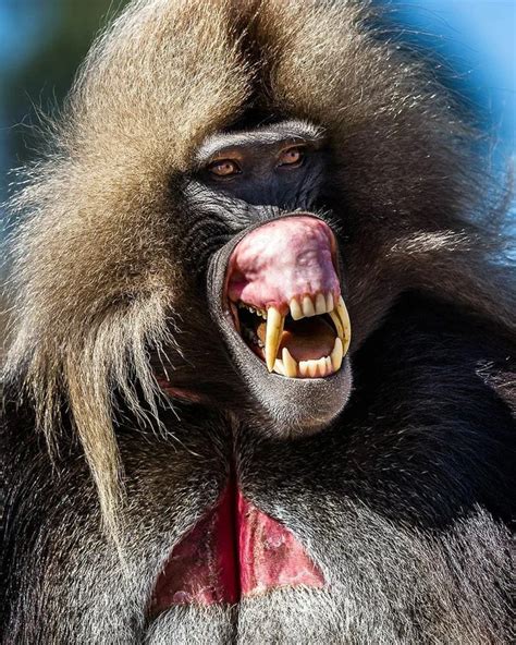 🔥 Despite a diet of grass, these are the teeth of the Gelada Monkey, used almost exclusively for ...