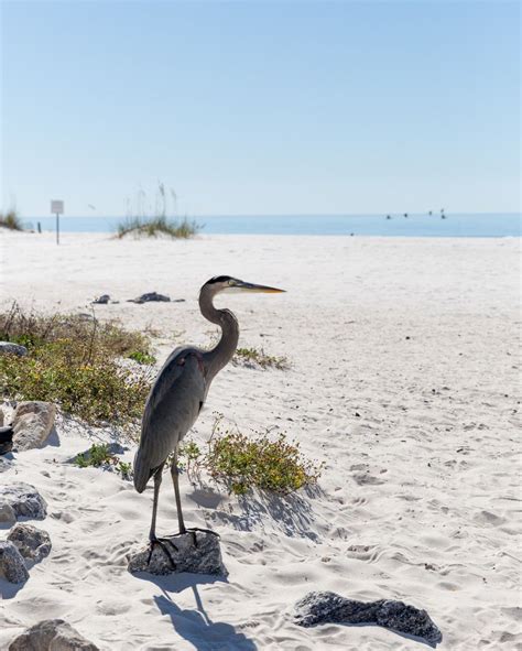 Use these tips to protect wildlife while visiting the Alabama coast. | Beach, Wildlife, Gulf coast