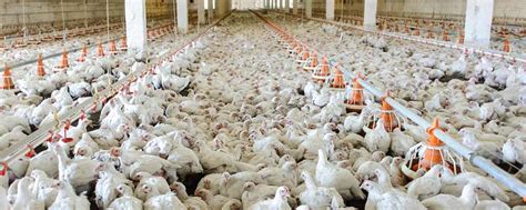 Chicken Factory Farms Are Polluting North Carolina Residents