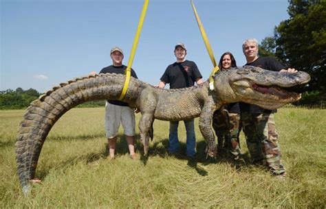 G1 - Grupo bate recorde ao capturar jacaré enorme no Mississippi ...