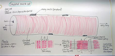 Skeletal Muscle Histology Labeled
