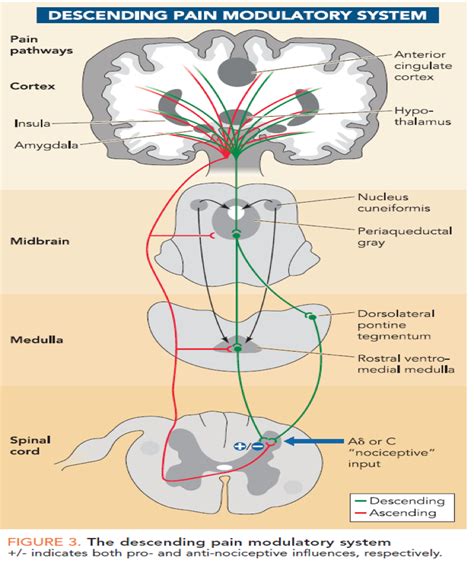 Pain Descending Pathways - Physiopedia