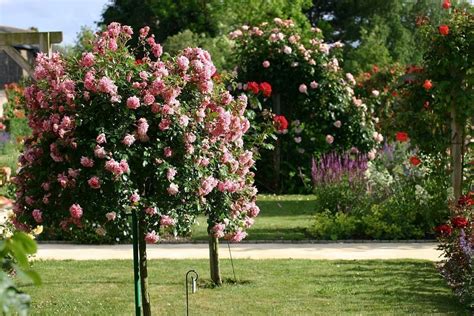 Consejos para cultivar rosas y tener éxito