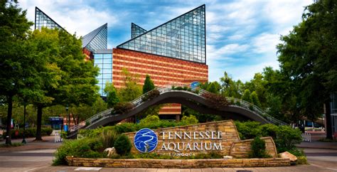 tennessee-aquarium-1 - Bird Watching HQ