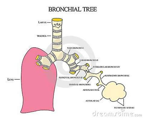 Pictures Of Bronchial Tree