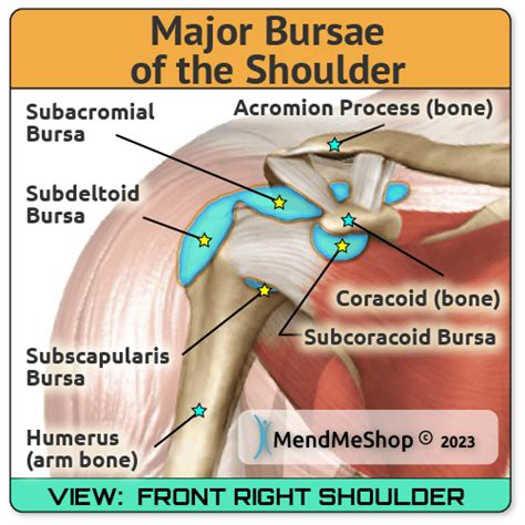 Loation & Function of Bursa in the Shoulder