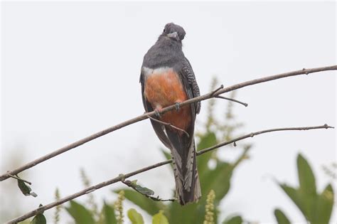 Blue-crowned Trogon - Trogon curucui