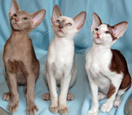 Siamese Cat Breeds Facts and Health Care Guide (UPDATE) | Siamese Cats ...