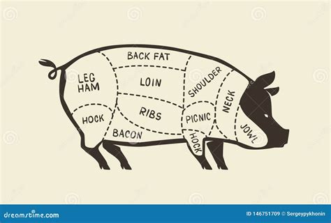 Cuts of Pork, Pig. Butcher Shop, Meat Vector Illustration Stock Vector - Illustration of meat ...