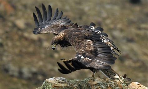 Golden Eagle with a Prey on the Rocks Stock Image - Image of trunk ...