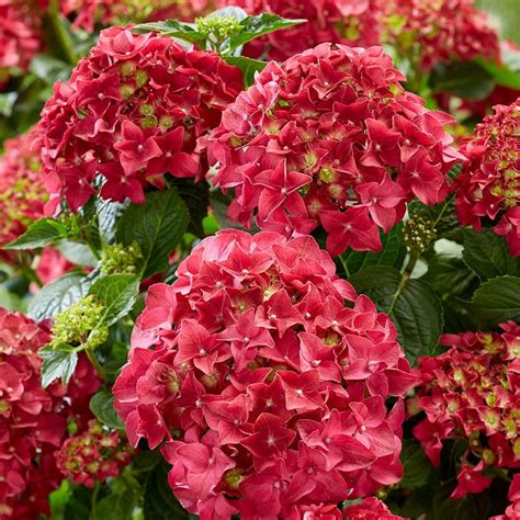 Hydrangea Macrophylla Red | ubicaciondepersonas.cdmx.gob.mx