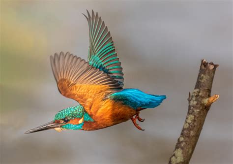 Kingfisher In Flight | AH14 | Blipfoto