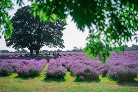 Mayfield Lavender Farm 2021 photo winner