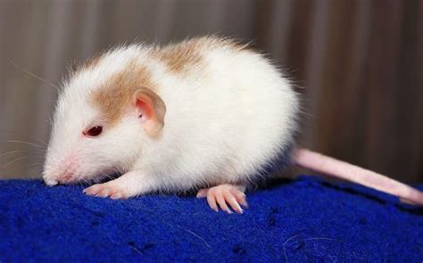 Best Rat Toys: 7 Types of Toys to Entertain Your Rats for Hours ...