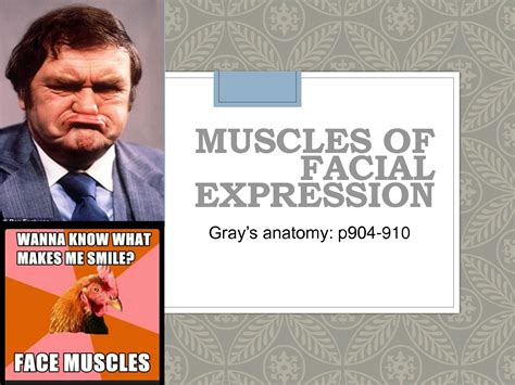 SOLUTION: 4 muscles of facial expression mastication tmj copy - Studypool