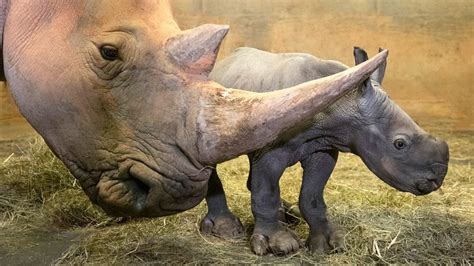 CUTENESS OVERLOAD! New baby rhino born at North Carolina Zoo | wfmynews2.com