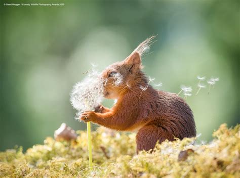 See the Hilarious Winners of the 2019 Comedy Wildlife Photography Awards | PetaPixel