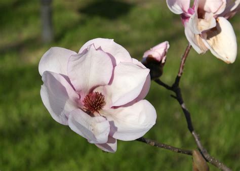 Saucer magnolia flowers are early signal of spring | Mississippi State ...