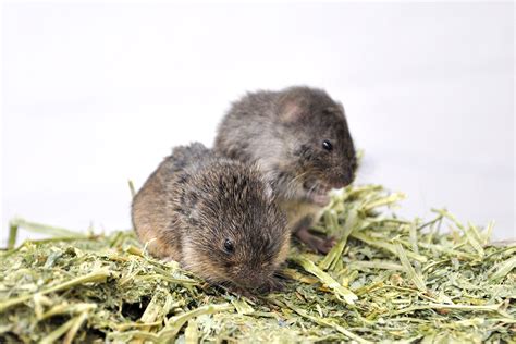 Philandering prairie voles cued by genes, brains, environment | Cornell Chronicle