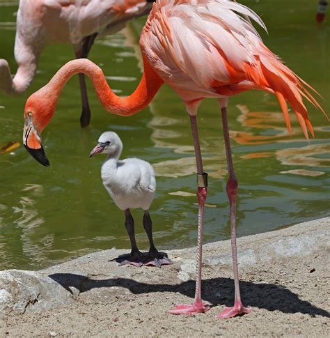 Pictures and information on American Flamingo