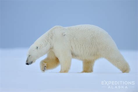 Male Polar bear photo, walking across snow, Arctic National Wildlife Refuge