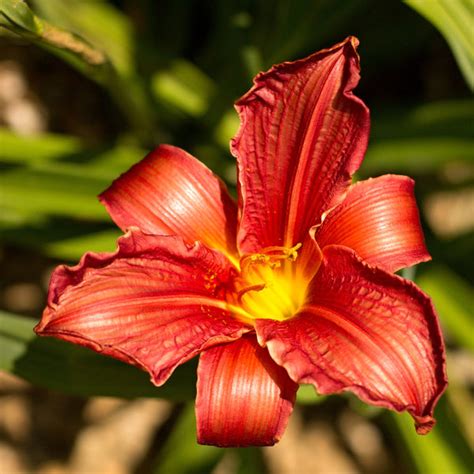 Daylily Red Flower Bulbs - Set of 5 Bulbs