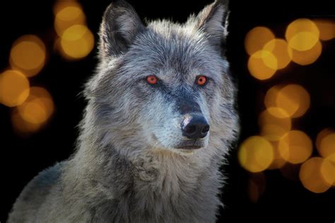 Wolf, Northern Rocky Mountain Wolf Photograph by Gert Hilbink - Fine ...