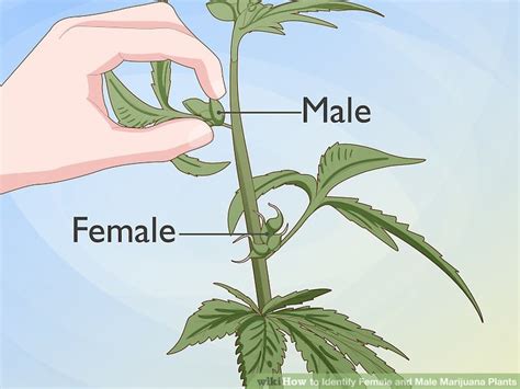 How to Identify Female and Male Marijuana Plants: 9 Steps