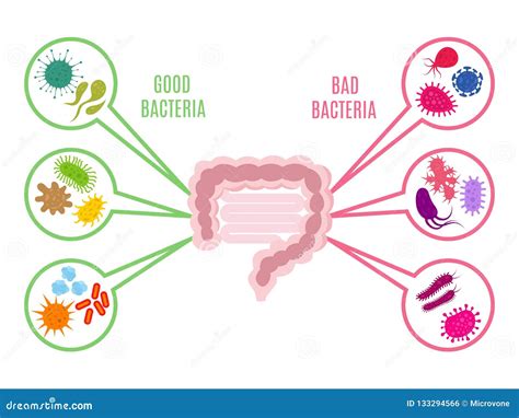 Poster of Intestinal Flora Gut Health Vector Concept with Bacteria and ...