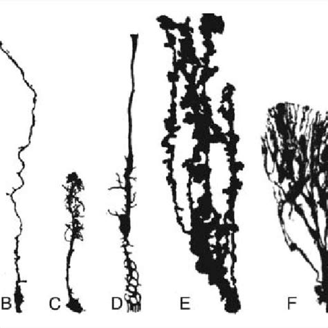 Diversity of radial glial cell types. (A) Neuroepithelial stem cell.... | Download Scientific ...