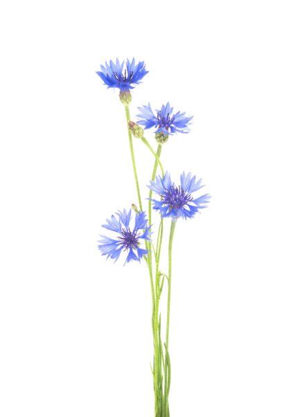 Cornflower. Bouquet of wild blue flowers — Stock Photo © ulkan #130183476