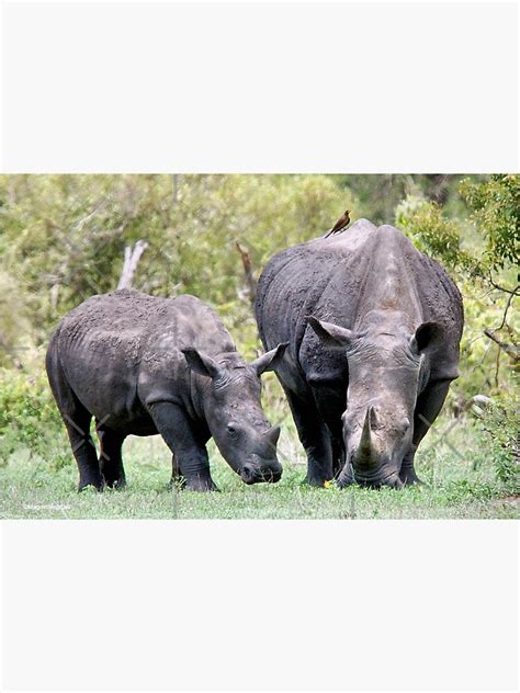 "SIDE BY SIDE - MOTHER & BABY - White Rhinoceros - Ceratotherium sumum -WIT RENOSTER" Sticker by ...