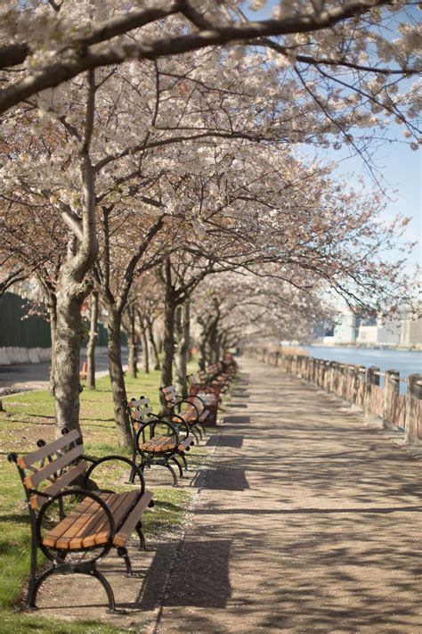 Where to Find Cherry Blossoms in New York