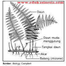 Materi Tumbuhan Paku, Struktur Tumbuhan Paku, Perkembangbiakan Tumbuhan Paku, dan Peranan ...