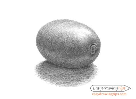 How to Draw a Kiwi Step by Step - EasyDrawingTips