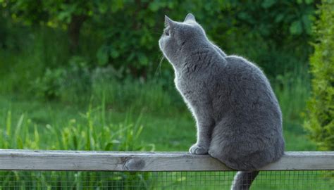 How Do I Stop My Cat From Jumping Over The Fence? - My British ...