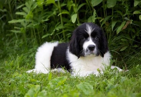 Newfoundland Puppies For Sale - AKC PuppyFinder