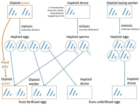 Haploid - Definition and Examples | Biology Dictionary