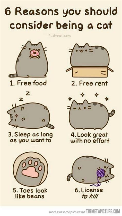 Pin by Hellen Rose on Memes | Pusheen cat, Crazy cats, Pusheen