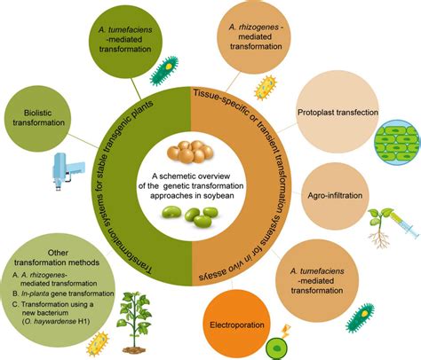 | Current available genetic transformation methods for soybean. The ...