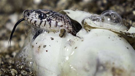 Rarest snake in North America hatching at Memphis Zoo