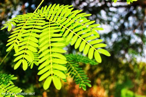 Ako si ANDREW IBOT!: Ipil-ipil (Leucaena glauca L.)