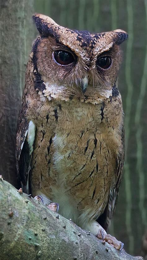 Indian Scops Owl (Otus bakkamoena) by Sarwan Deep Singh - The Owl Pages