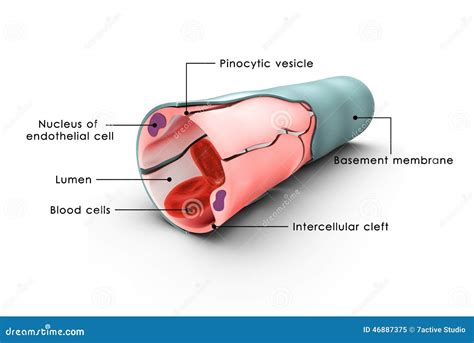 Capillary Labelled Stock Illustration - Image: 46887375