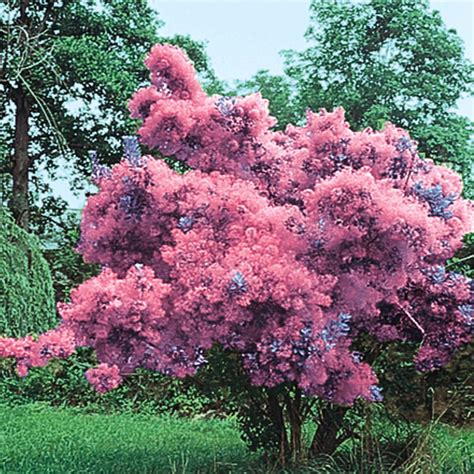 Purple Smoketree | Gurney's Flowering Trees