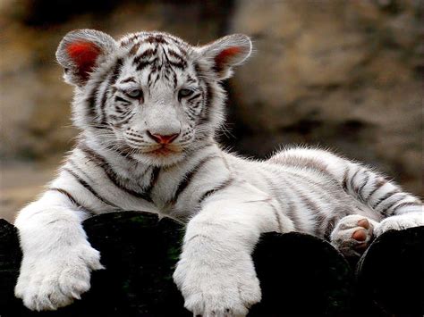 Cute White Tiger Cubs Wallpapers