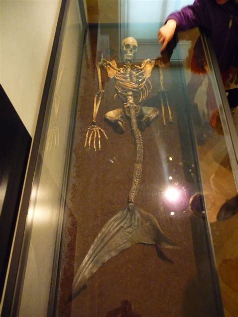 Mermaid Skeleton | Mermaid Skeleton in National Museum in Co… | Edlondon29 | Flickr