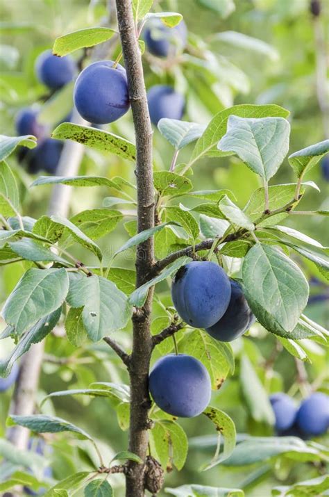 Black plums stock image. Image of fresh, vegetarian, closeup - 25980359